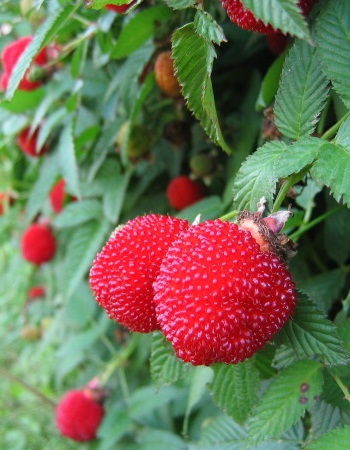    (Rubus illecebrosus) 1     -     , -, 