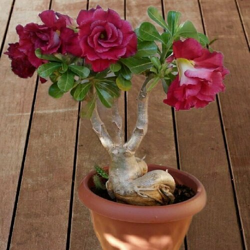  Rose Valentine, ,    -     , -,   