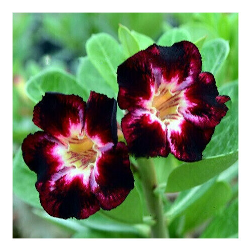  , Adenium Obesum Desert Rose BLACK CLUB, ,    -     , -,   