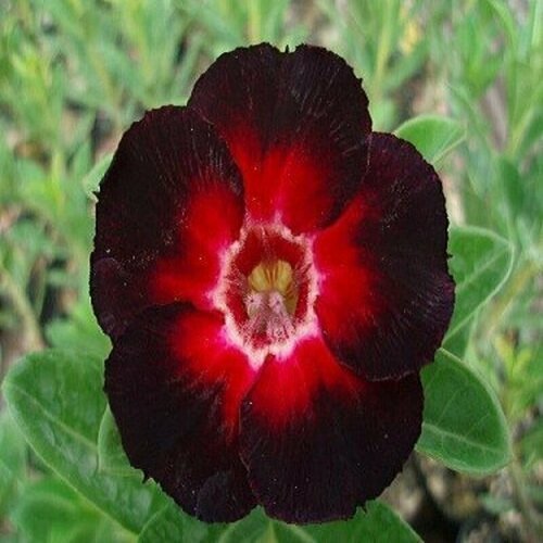  , Adenium Obesum Desert Rose Star of Black Night, ,    -     , -,   