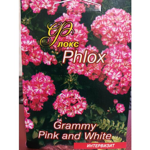   Phlox Grammy Pink and White    -     , -,   