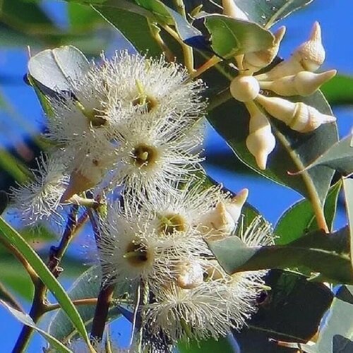      , Eucalyptus tereticornis 500 .   -     , -,   