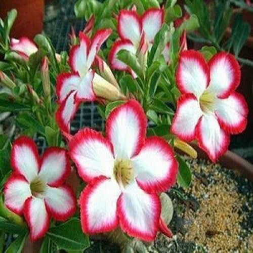  , Adenium Obesum Desert Rose SUPER NOBLE CONCUBINE, ,    -     , -,   
