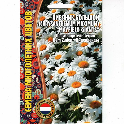     / Chrysanthemum maximum,  ( 1 : 0.2   ) 