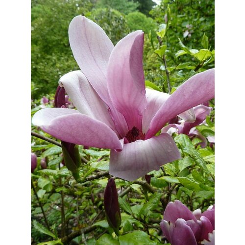     (Magnolia liliiflora), 5    -     , -,   