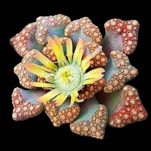    - (Titanopsis HUGO-SCHLECHTERI),    -     , -,   