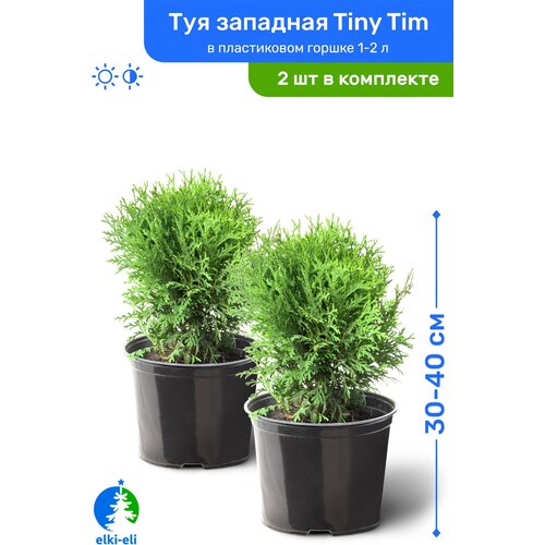    Tiny Tim ( ) 30-40     1-2 , ,   ,   2    -     , -,   