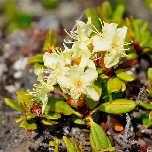   (. Rhododendron aureum)  25   -     , -,   