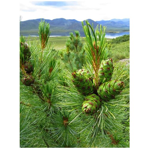    (Pinus pumila), 90    -     , -,   