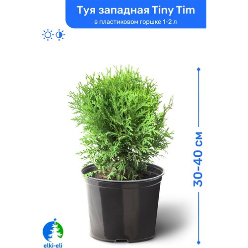    Tiny Tim ( ) 30-40     1-2 , ,      -     , -,   