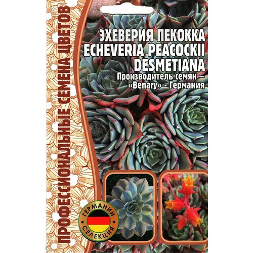    Echeveria peacockii desmetiana ,  ( 1 : 5  )   -     , -,   