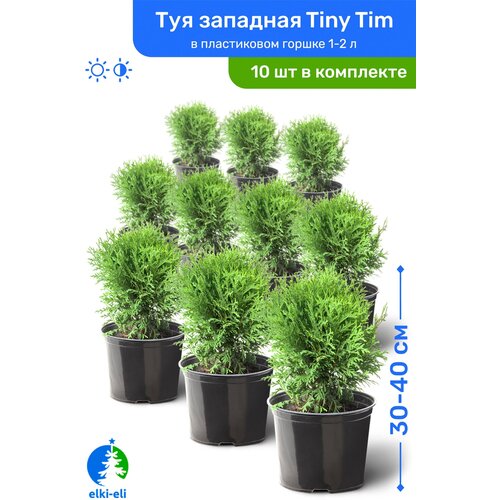    Tiny Tim ( ) 30-40     1-2 , ,   ,   10    -     , -,   