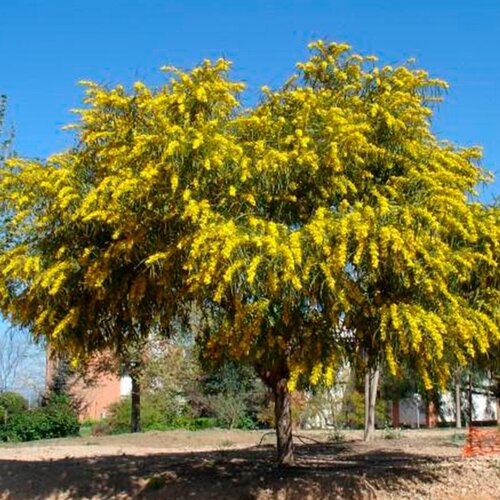     (. Acacia retinodes)  10 