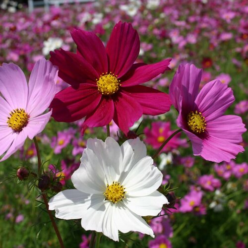   -  (. Cosmos bipinnatus)  30   -     , -,   