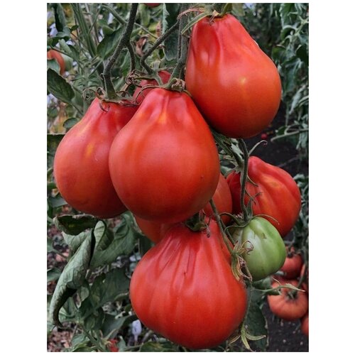       (Red Pear Franchi), 10    -     , -,   