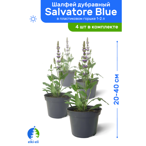    Salvatore Blue ( ) 20-40     1-2 , ,    ,   4    -     , -,   