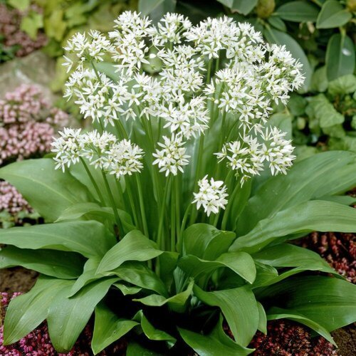   -  (. Allium ursinum)  35   -     , -,   