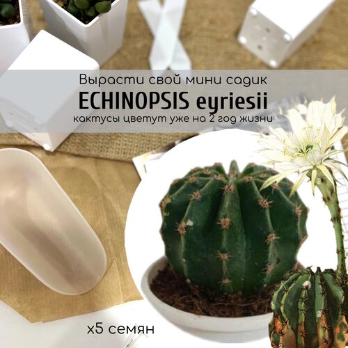    ,       . Echinopsis eyriesii       -     , -,   