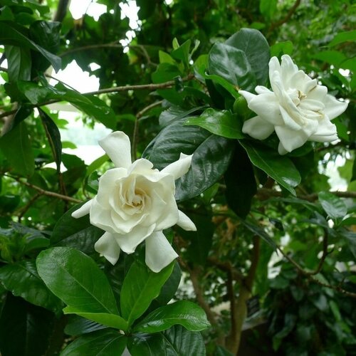     (Gardenia jasminoides), 10    -     , -,   