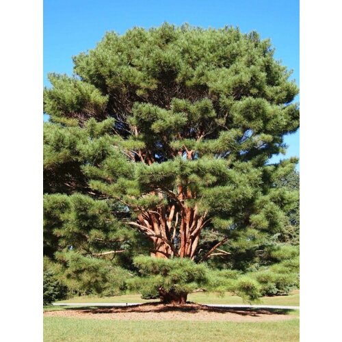     ( ) / Pinus densiflora, 15    -     , -,   