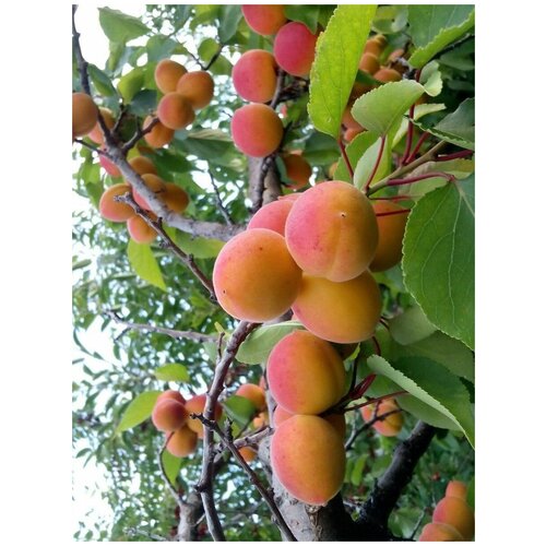     / Prunus mandschurica, 5    -     , -,   