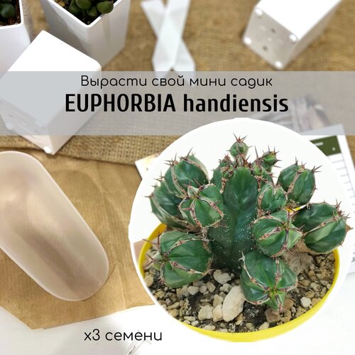   Euphorbia HANDIENSIS -   , .        -     , -,   