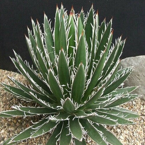     (Agave FILIFERA v SCHIDIGERA),    -     , -,   