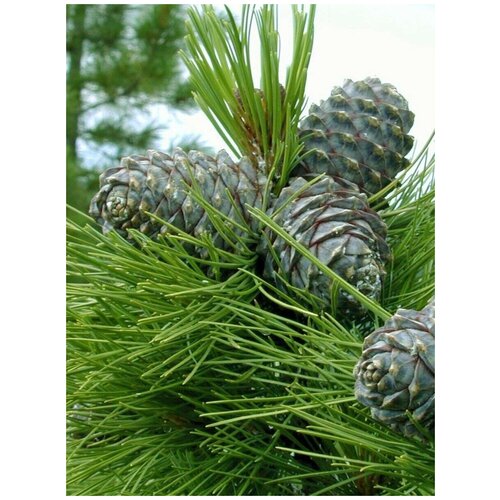     (Pinus sibirica), 350    -     , -,   