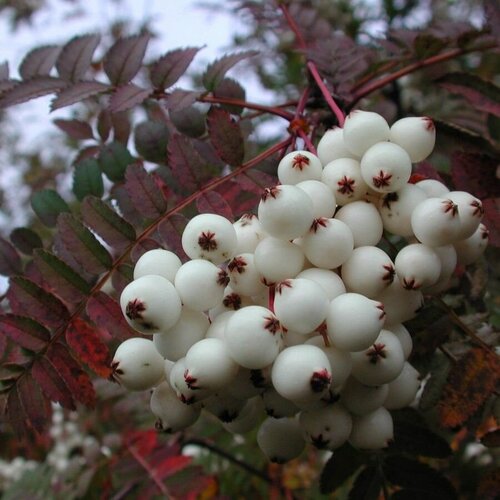    ʸ (Sorbus koehneana), 10    -     , -,   