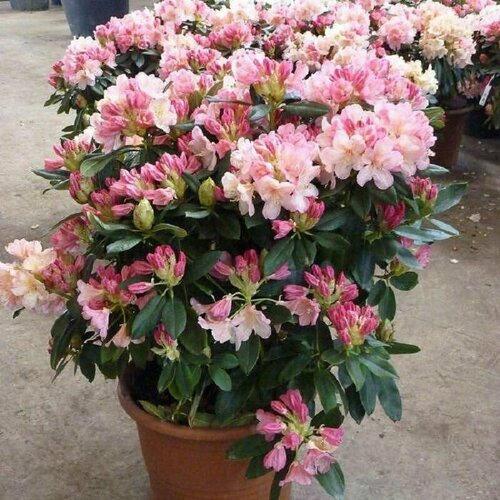  ,   (Rhododendron MAXIMUM),    -     , -,   