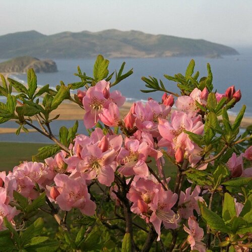      (rhododendron schlippenbachii), 25    -     , -,   