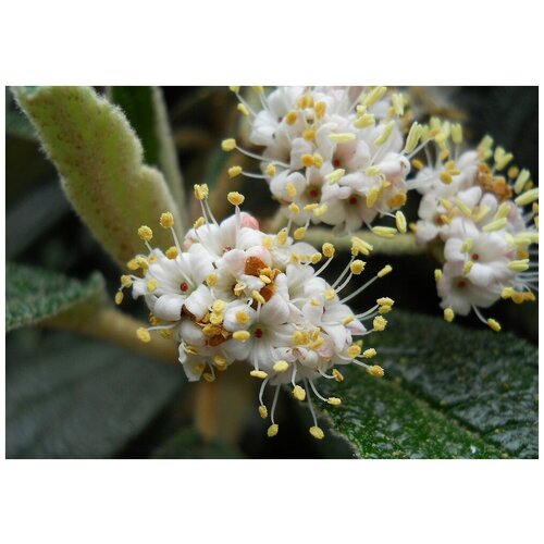    (. Viburnum rhytidophyllum)  15   -     , -,   