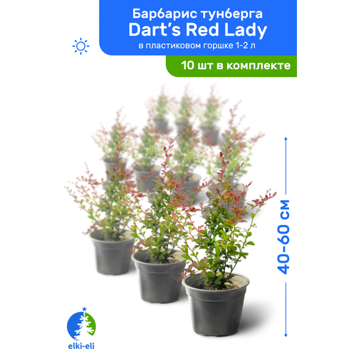    Dart's Red Lady (  ) 40-60     1-2 , ,   ,   10    -     , -,   