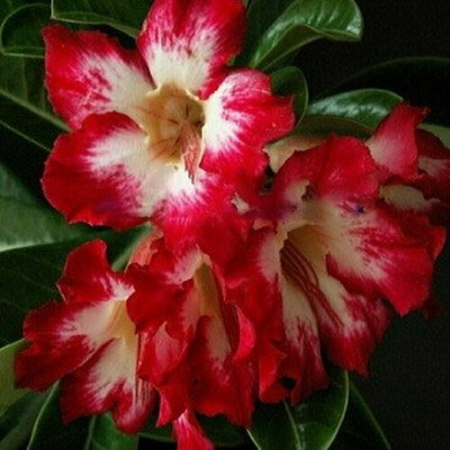  , Adenium Obesum Desert Rose FLORA, ,    -     , -,   