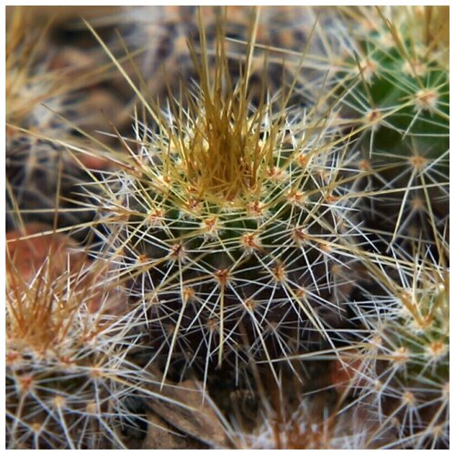      Notocactus grossei P-427 10 .   -     , -,   