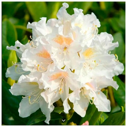    -   (. Rhododendron caucasicum)  10    -     , -,   