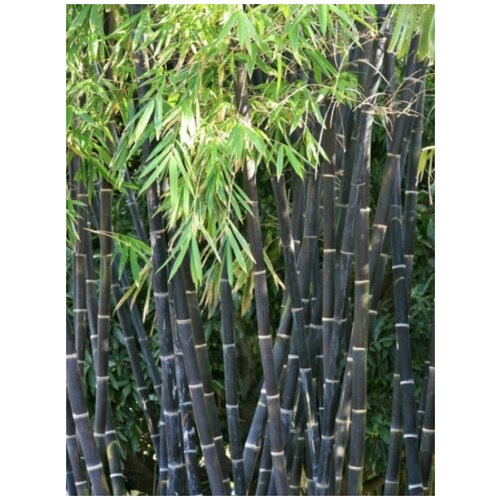     (Phyllostachys Nigra), 20    -     , -,   