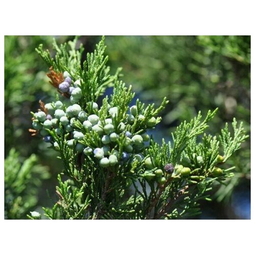    (. Juniperus virginiana)  20   -     , -,   