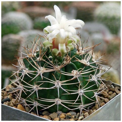      Gymnocalycium bicolor P-116 10 .   -     , -,   