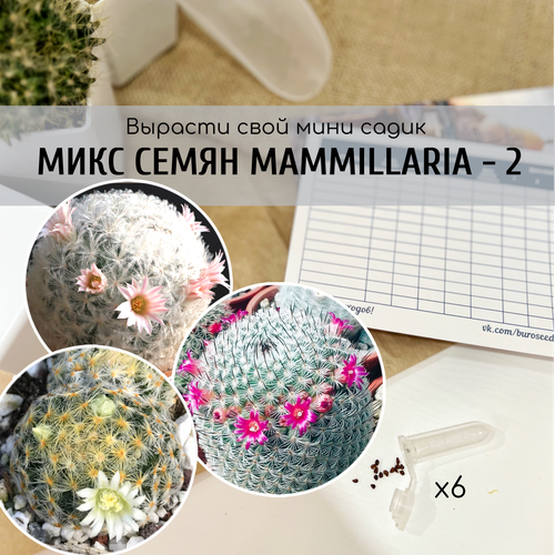           (Mammillaria schiedeana / plumosa / haageana ssp. elegans)       -     , -,   