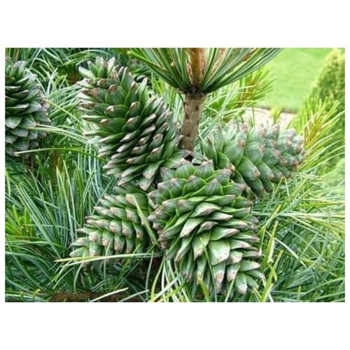    -   (. Pinus koraiensis)  20   -     , -,   
