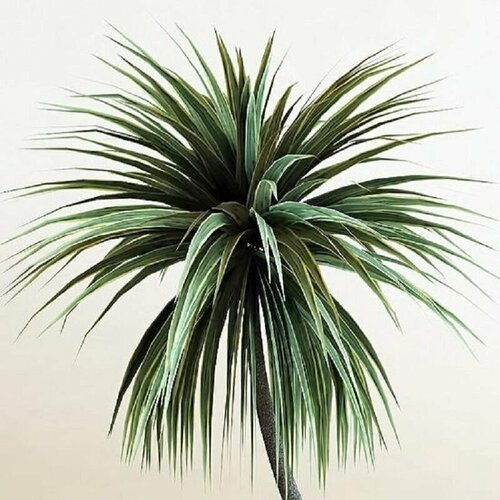    (Cordyline AUSTRALIS),    -     , -,   