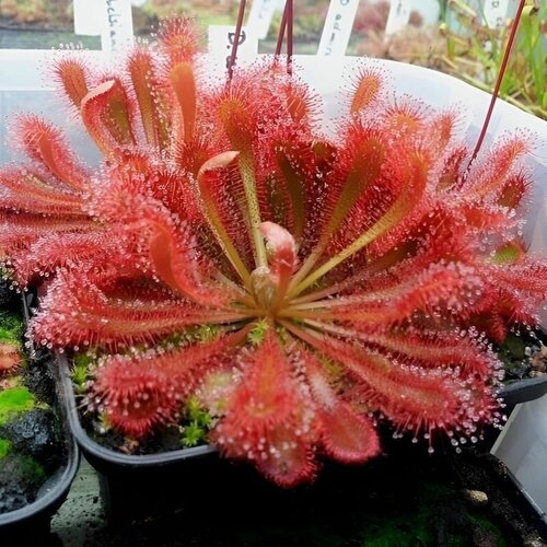     ULTRAMAFICA  SPATULATA 10+  (Drosera Ultramafica x Spatulata),  ,     -     , -,   