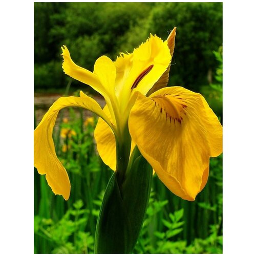      (Iris pseudacorus), 10    -     , -,   
