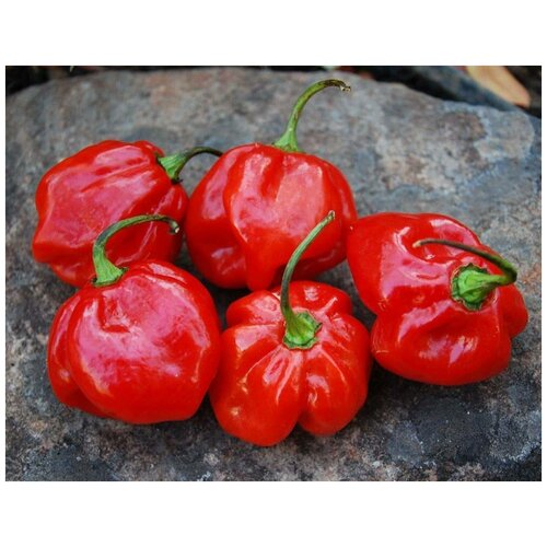     (. Jamaican Red Pepper )  5   -     , -,   