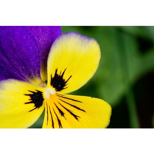    (. Viola tricolor)  100   -     , -,   