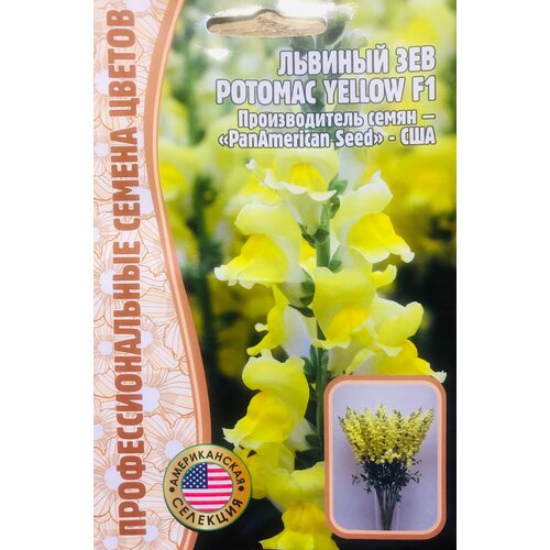     () (Antirrhinum majus Potomac) Potomac Yellow F1 (5 )   -     , -,   