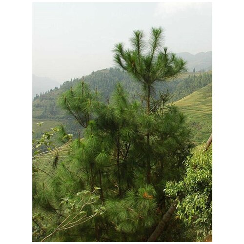     (Pinus massoniana), 20    -     , -,   