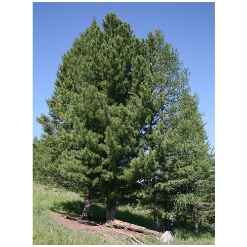     (Pinus sibirica), 30    -     , -,   