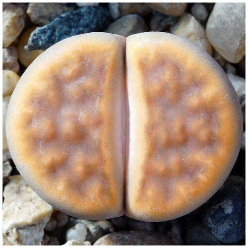      Lithops karasmontana v. lericheana C-329 10 .   -     , -,   